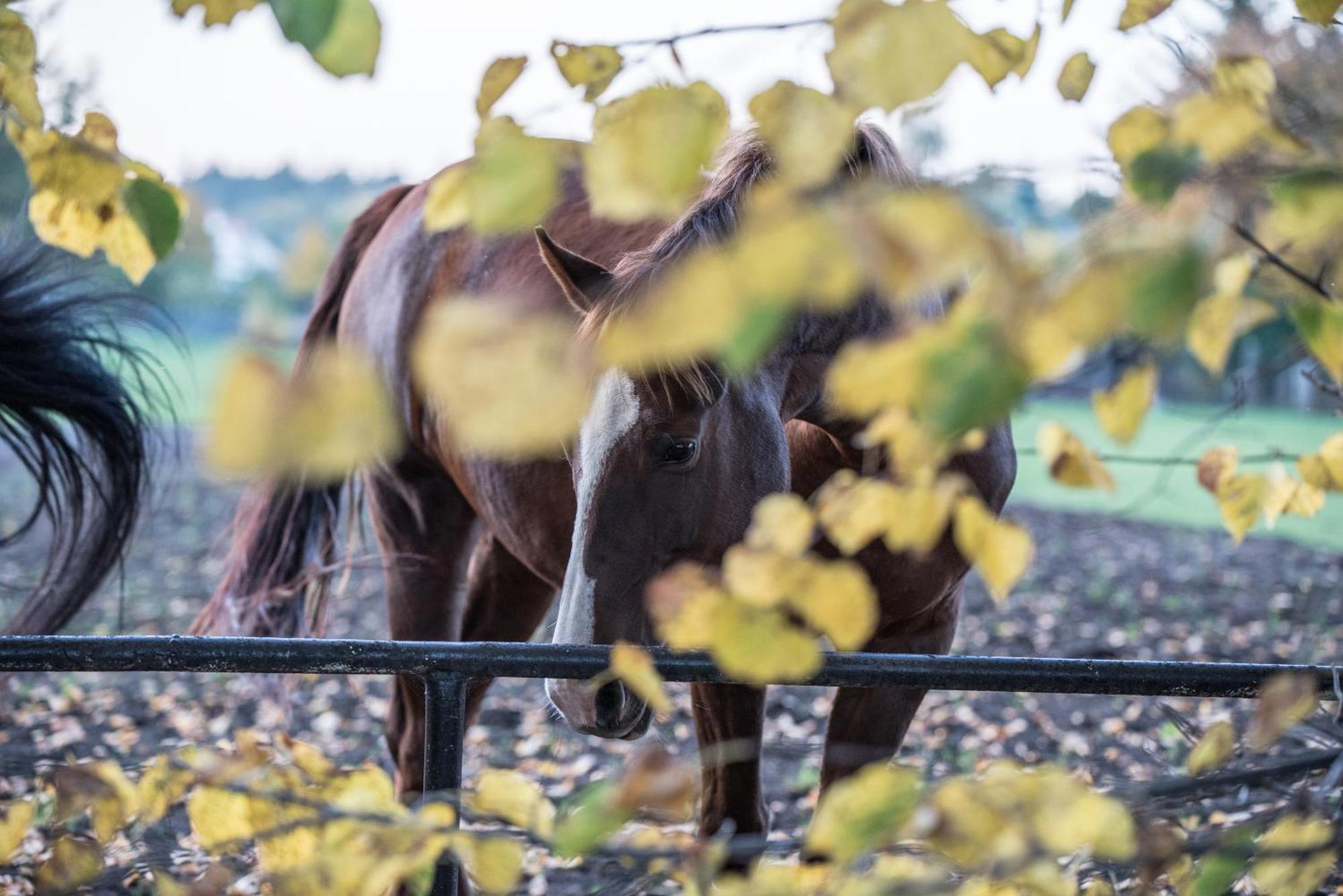 Palac Baborowko Szamotuły Esterno foto